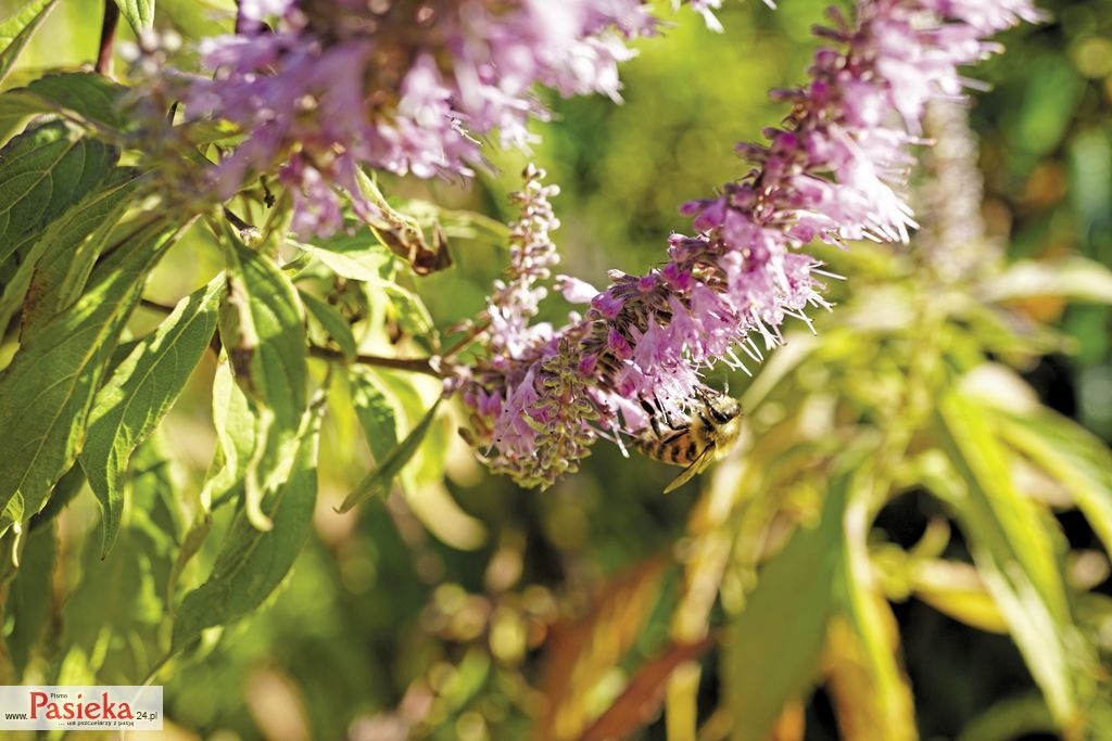 marzymieta-chinska-(28)