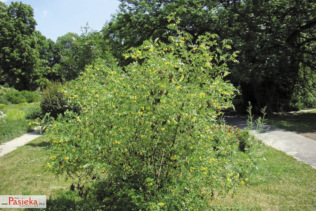 moszenki-poludniowe-(11)