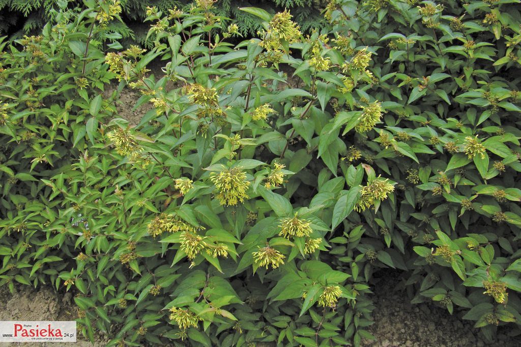 zadrzewnia-kanadyjska_(2)