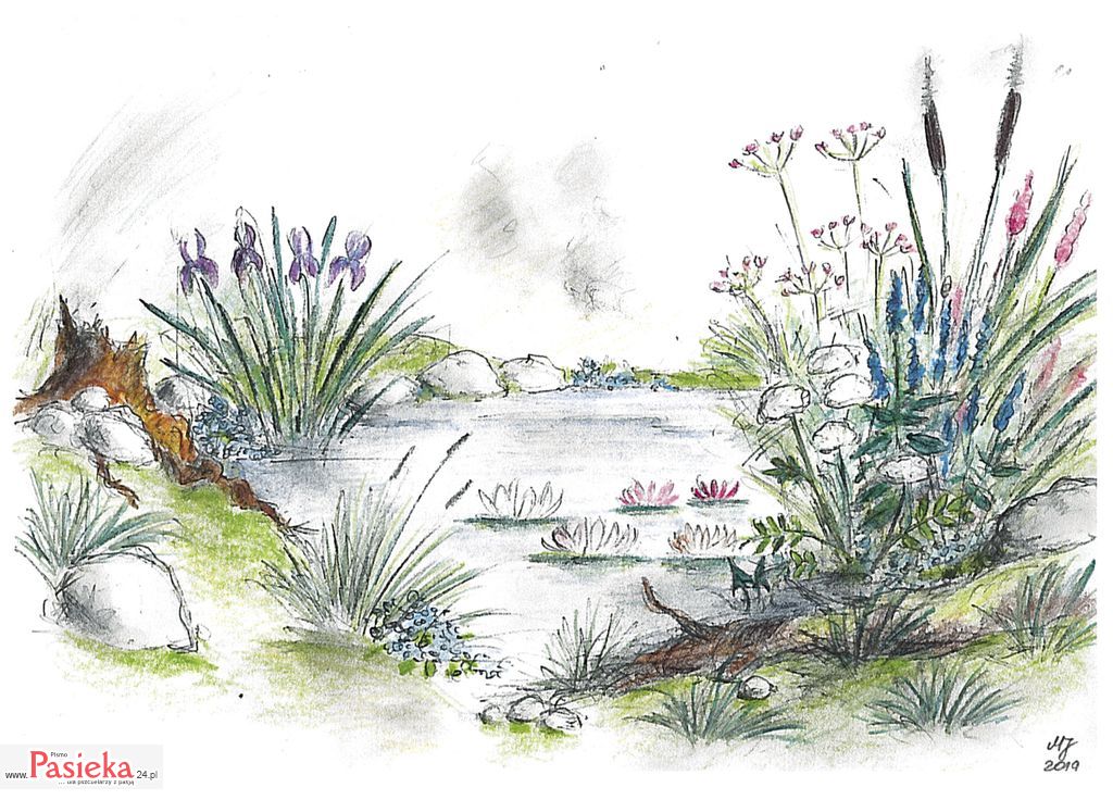 Ogrody miododajne, cz. 6. Roślinność miododajna w ogrodowych oczkach wodnych