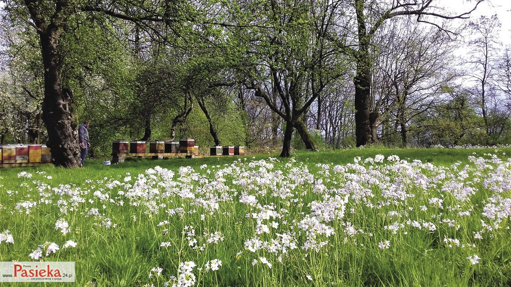 Całoroczna gospodarka pasieczna, cz. 4.