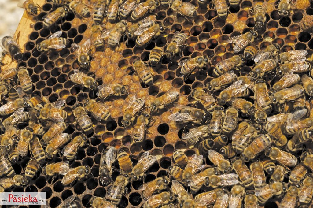 Czym pszczelarze powinni się kierować przy wyborze matek