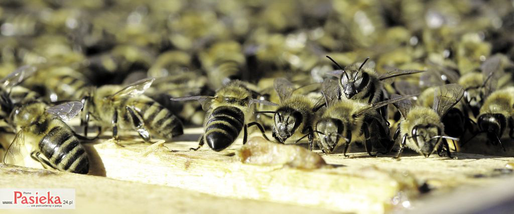 Przydatność poszczególnych linii hodowlanych pszczół w Polsce na podstawie wyników oceny terenowej