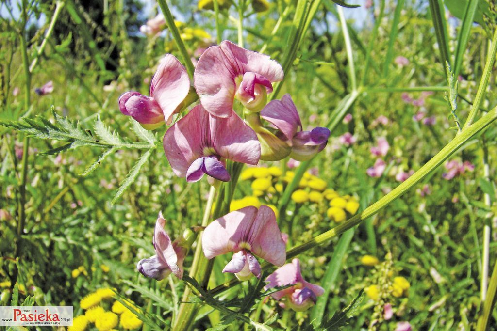 Mniej znane rośliny pożytkowe, cz. 3.