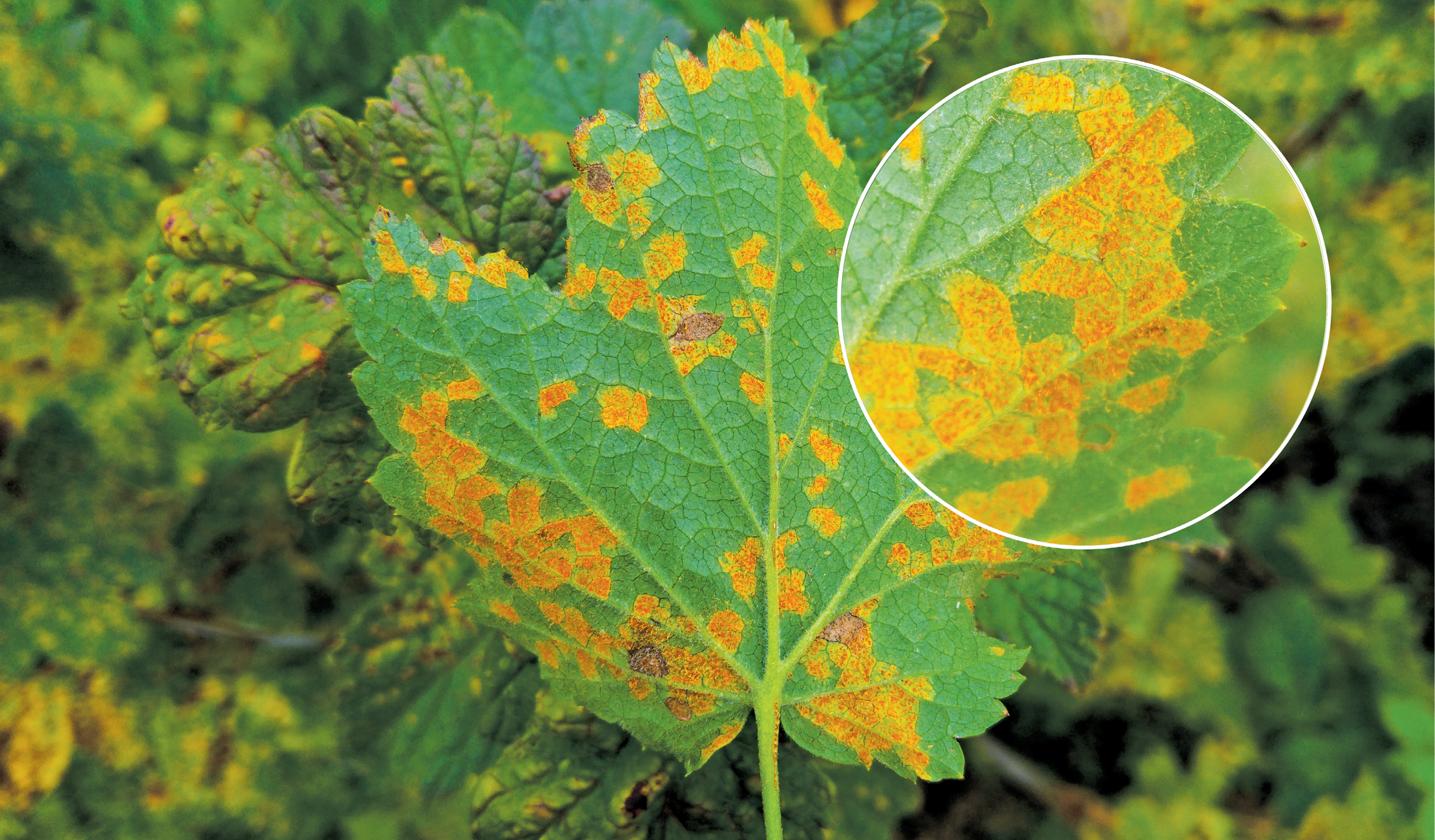 Pszczoły też chodzą na grzyby