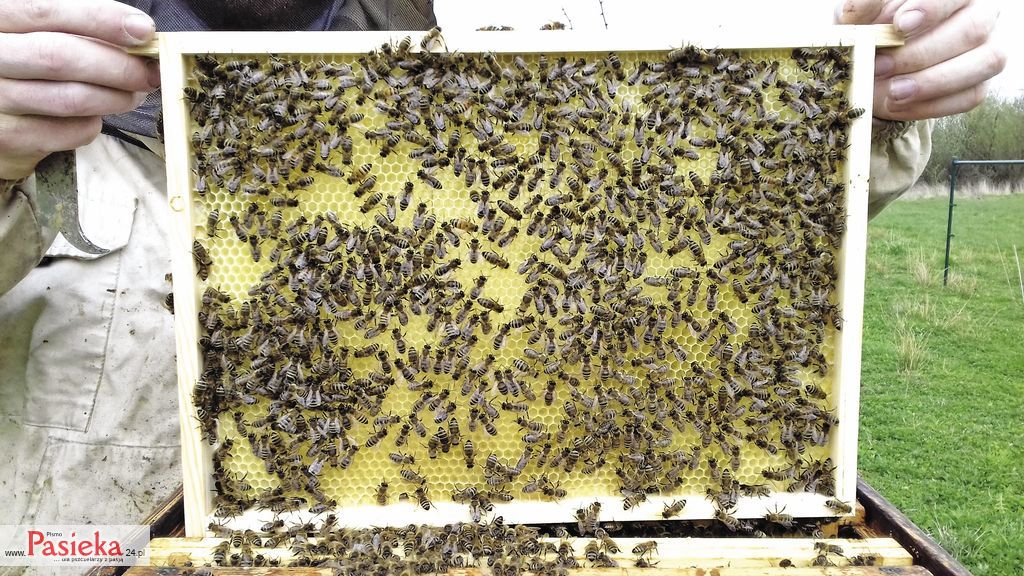 Całoroczna gospodarka pasieczna, cz. 5.