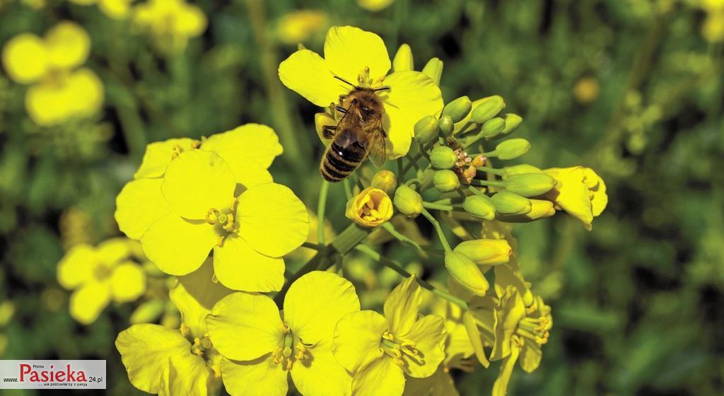 Pszczoły i pestycydy. Postępowanie pszczelarza w obliczu zagrożenia, cz. 1.