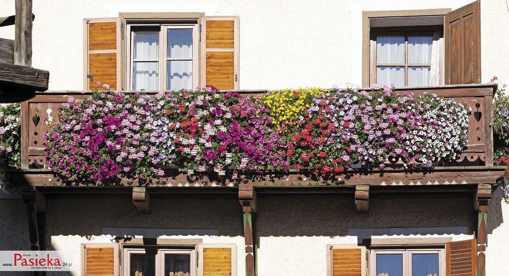 Rośliny miododajne na balkony i tarasy, cz. 1.