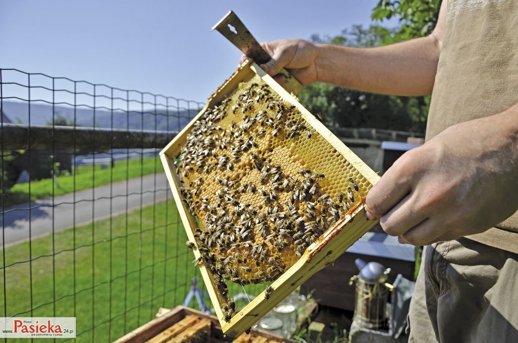 Matki, robotnice i pszczelarz