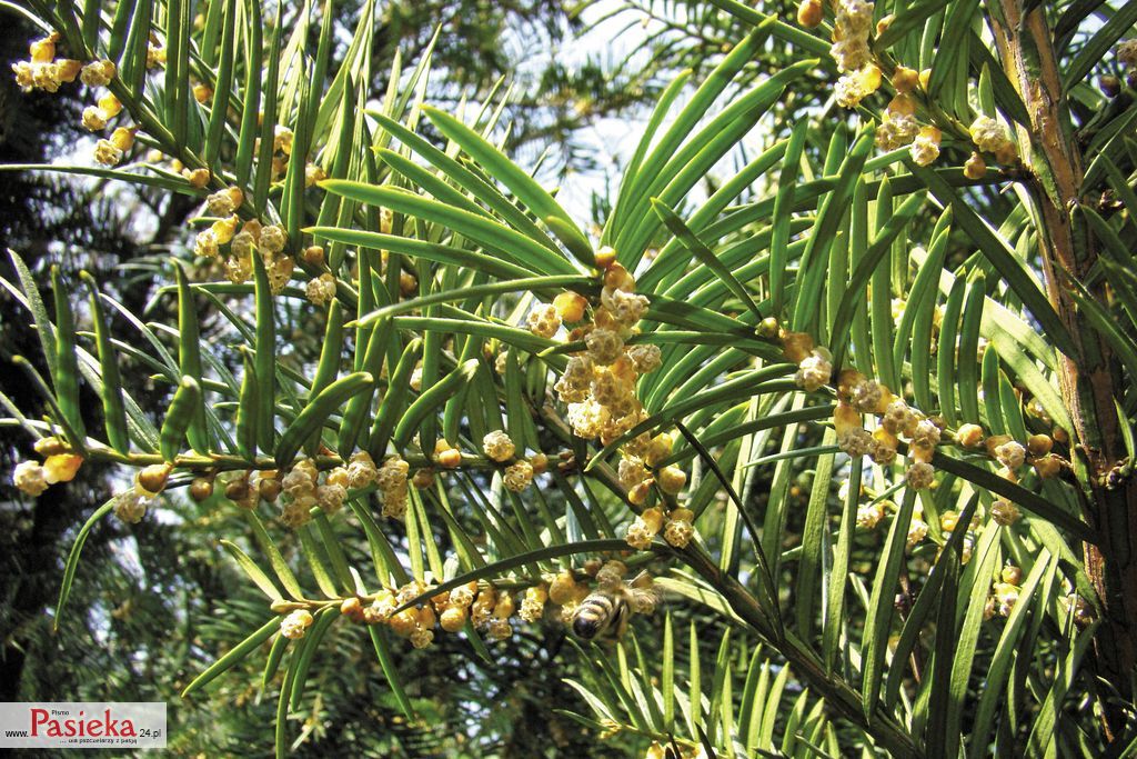 Mniej znane rośliny pożytkowe, cz. 4.	