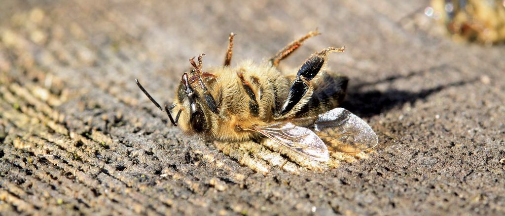 Cisza przed burzą. Zaproszenie do wypełnienia ankiety COLOSS