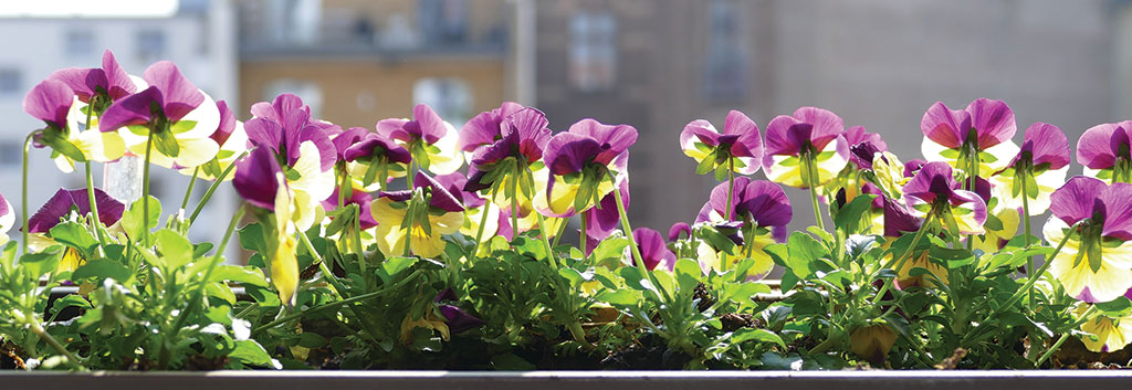 Rośliny miododajne na balkony i tarasy, cz. 2. Kompozycje
