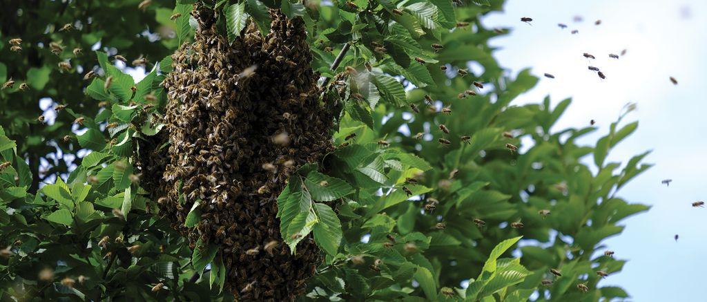 Matki, robotnice i pszczelarz, cz. 2.