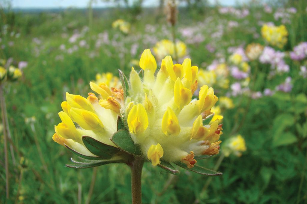 Mniej znane rośliny pożytkowe, cz. 5.