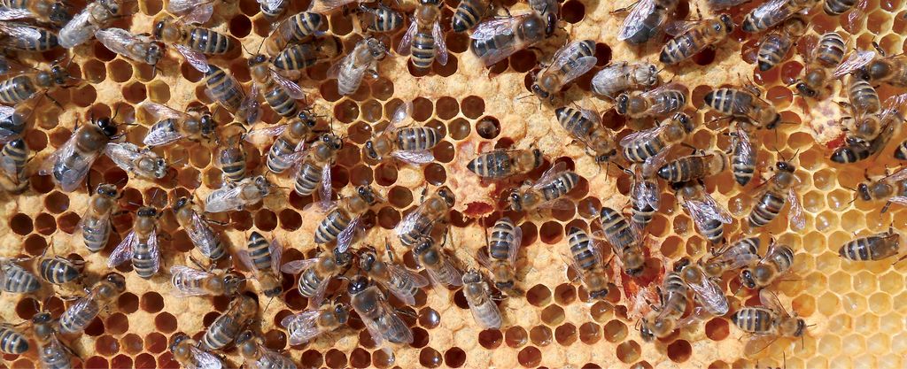 Jakie błędy popełniamy przy poddawaniu matek pszczelich?