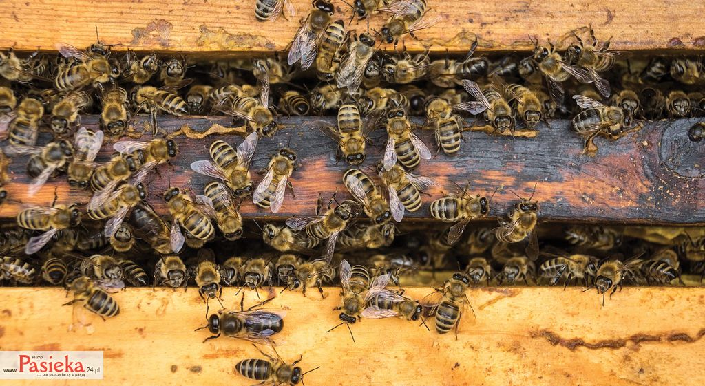 Komunikacja wibroakustyczna pszczoły miodnej