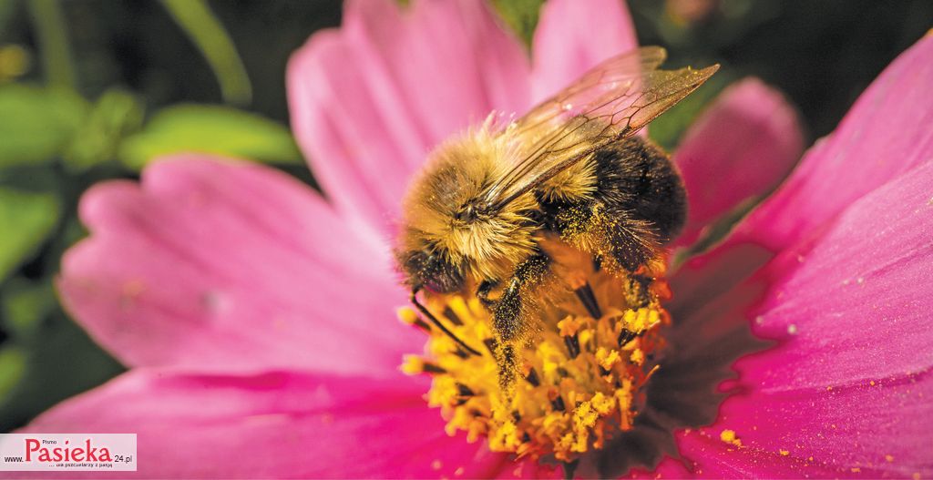 Wpływ zmiany klimatu na bazę pokarmową pszczół