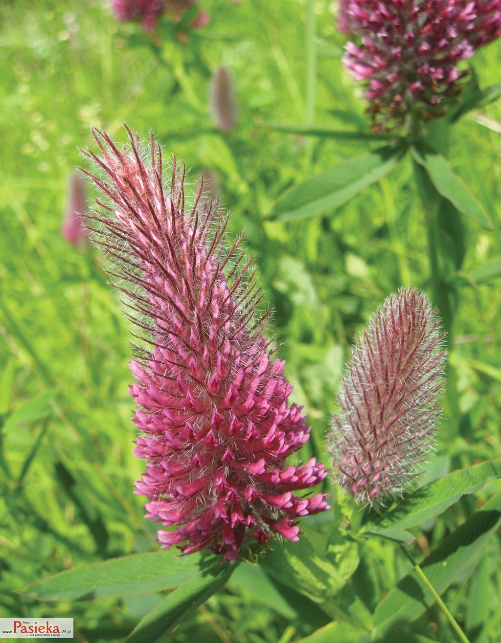 Ciepłolubne okrajki w krajobrazie rolniczym i ogrodach