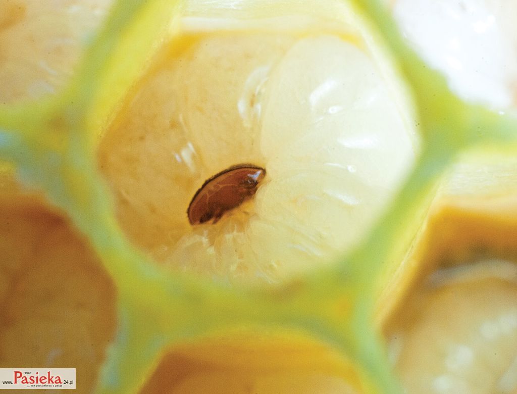 Pszczelarskie kompendium wiedzy o warrozie, cz. 5. Biotechniczne metody zwalczania pasożyta Varroa destructor