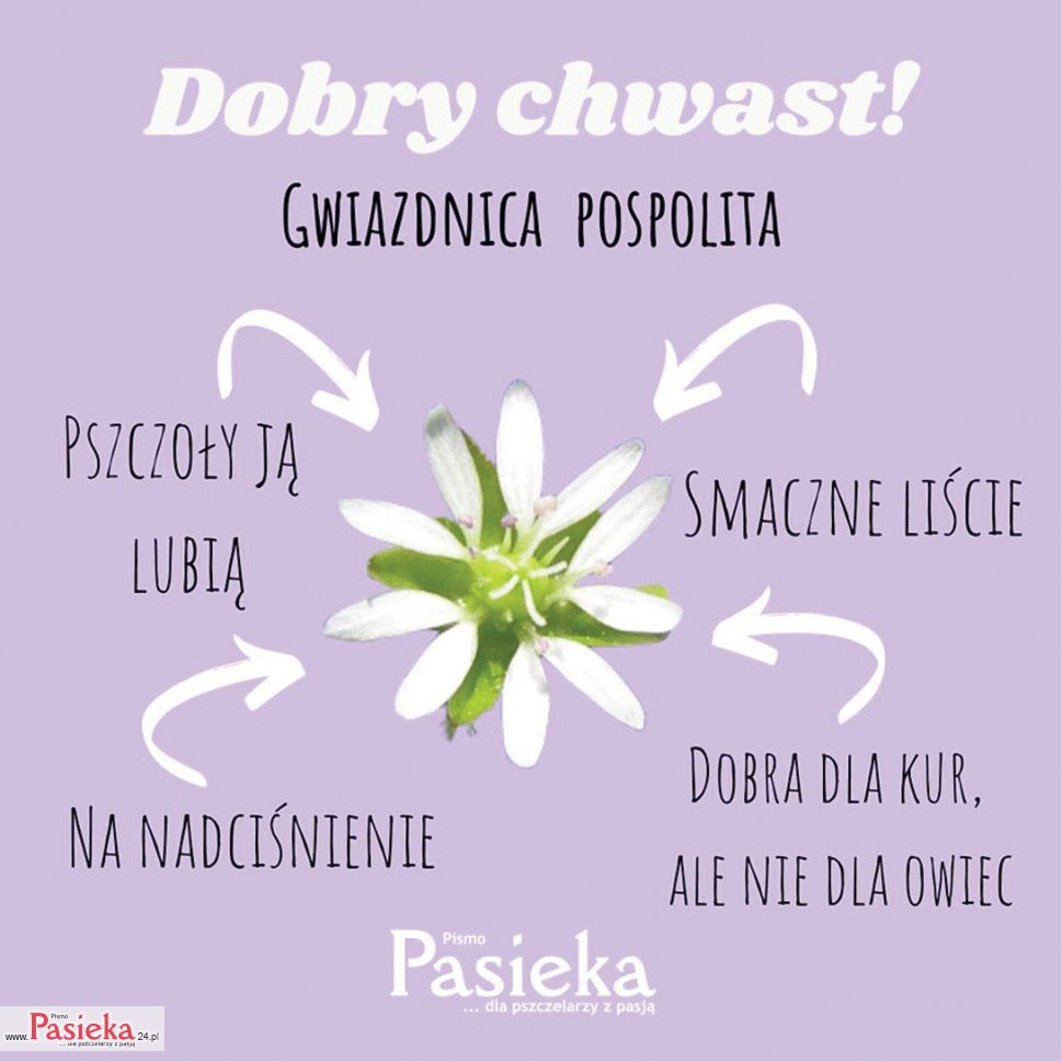 Dobre chwasty! Nie ścinaj nam głów