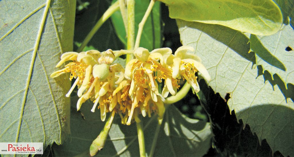 Czy nektar lip jest niebezpieczny dla pszczół i trzmieli? 