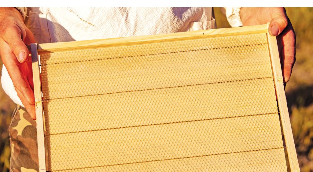 Węza pszczela – prawne aspekty produkcji