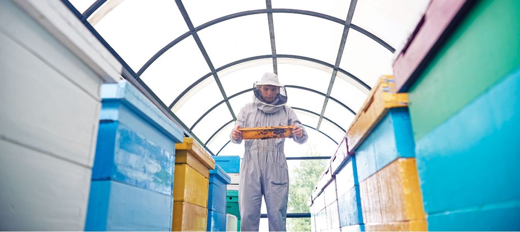 Prawne zagadnienia pasieki wędrownej – na co należy zwrócić uwagę, wywożąc ule na pożytki?