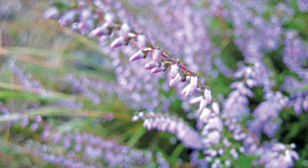 Wrzosy i wrzosowiska w ogrodach