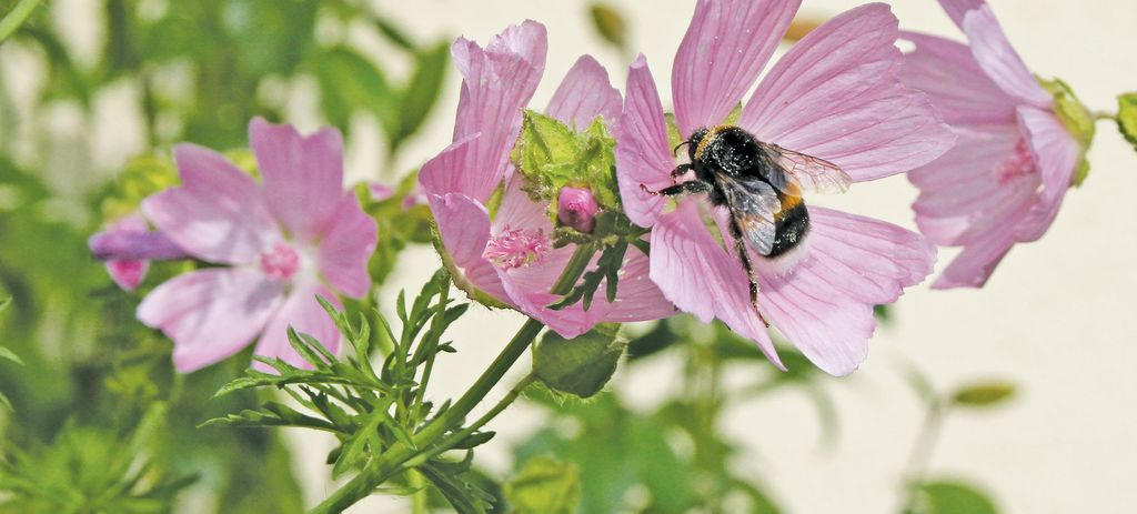 Upały i patogeny. Wpływ zmiany klimatu na dobrostan pszczół