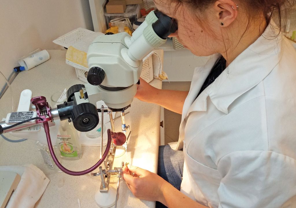 Jak zostać inseminatorem matek pszczelich?