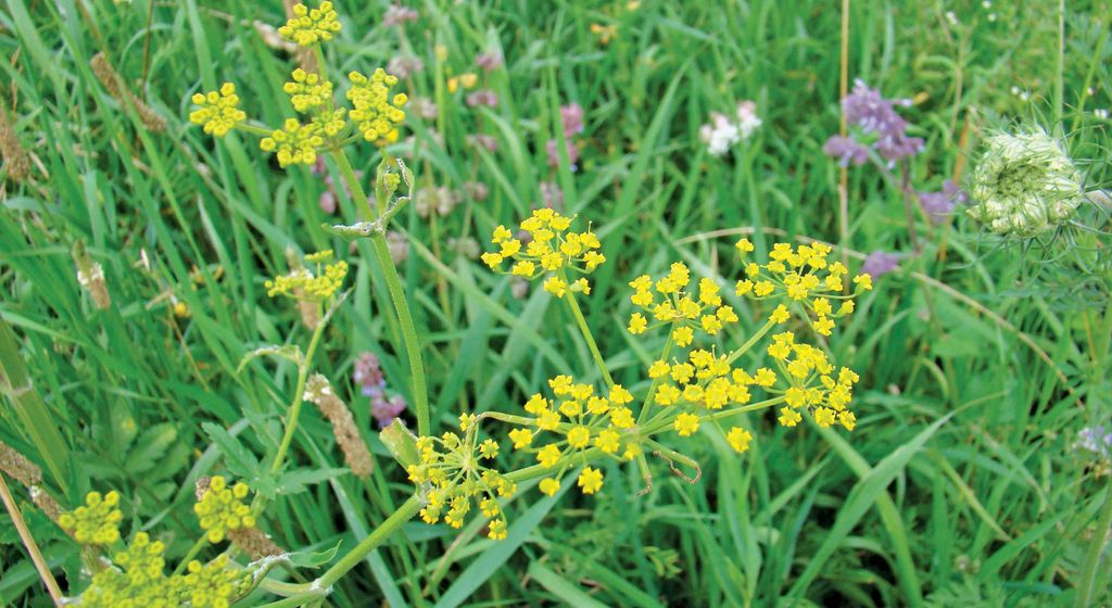 Mniej znane rośliny pożytkowe, cz. 6.
