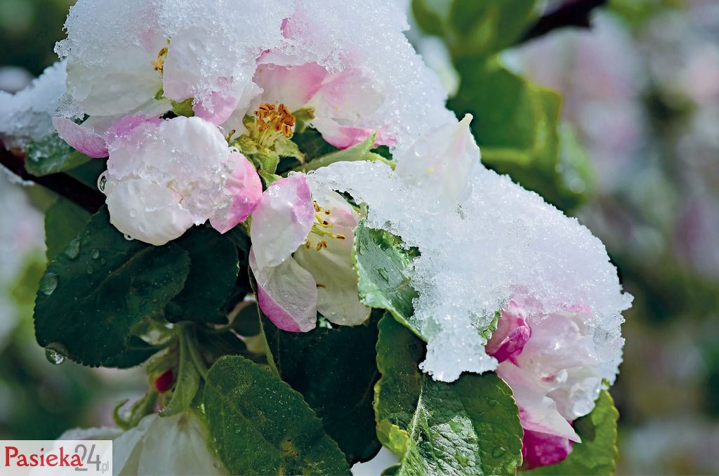 Nowoczesna pasieka w dobie wyzwań zmieniającego się świata, cz. 2.