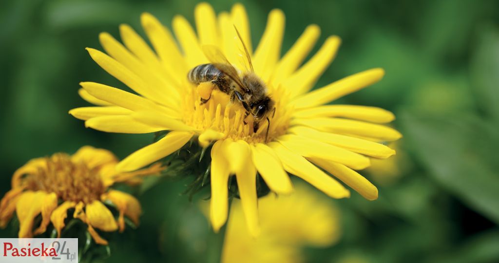 Mniej znane rośliny pożytkowe, cz. 7.