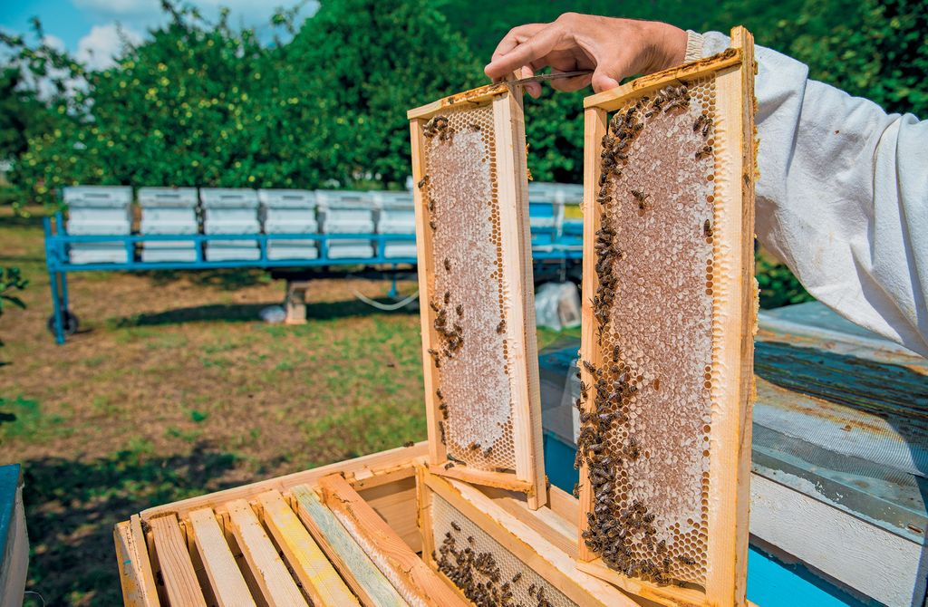 Jaki ul jest najlepszy? Cz. 2.