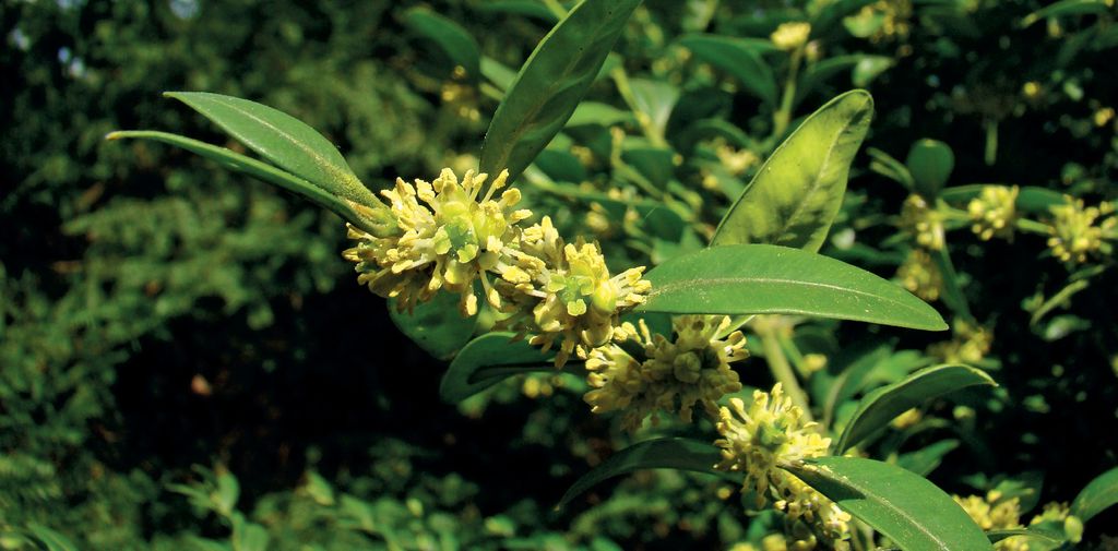 Mniej znane rośliny pożytkowe, cz. 8.