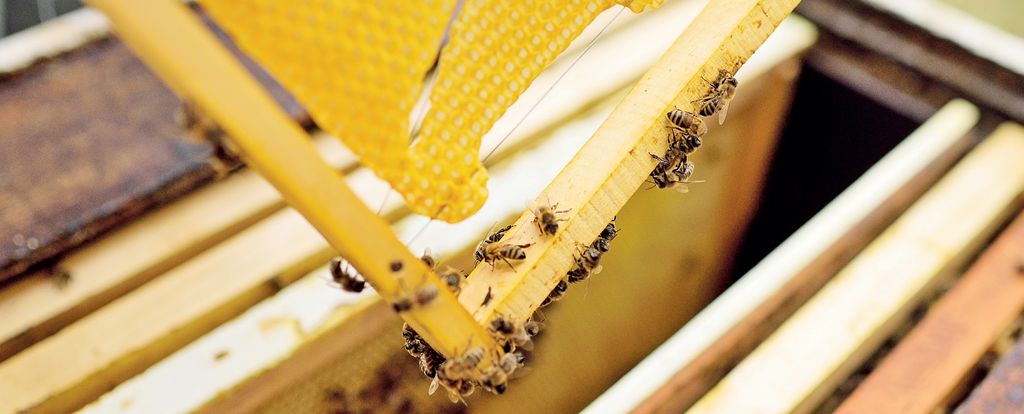 Węza to czy to nie węza?