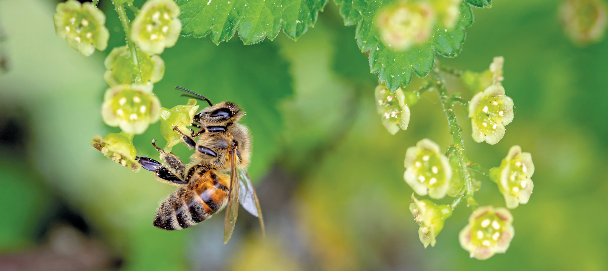 Nowoczesna pasieka w dobie wyzwań zmieniającego się świata, cz. 3.