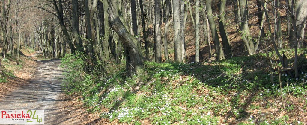Miododajny wiosenny ogród leśny