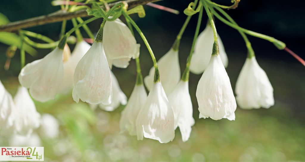 Mniej znane rośliny pożytkowe, cz. 9.