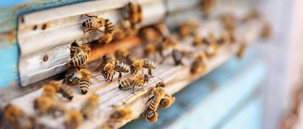 Nowoczesna pasieka w dobie wyzwań zmieniającego się świata, cz. 4. Dzielenie i łączenie rodzin pszczelich, aby pomnożyć zyski