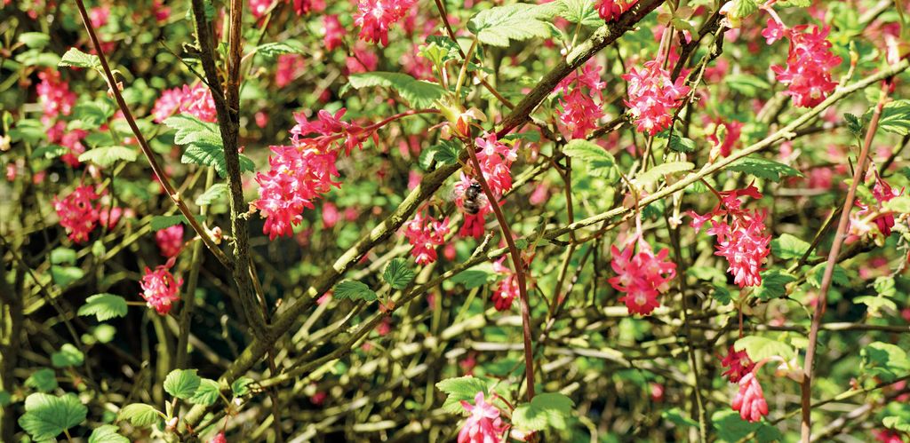 Mniej znane rośliny pożytkowe, cz. 10.