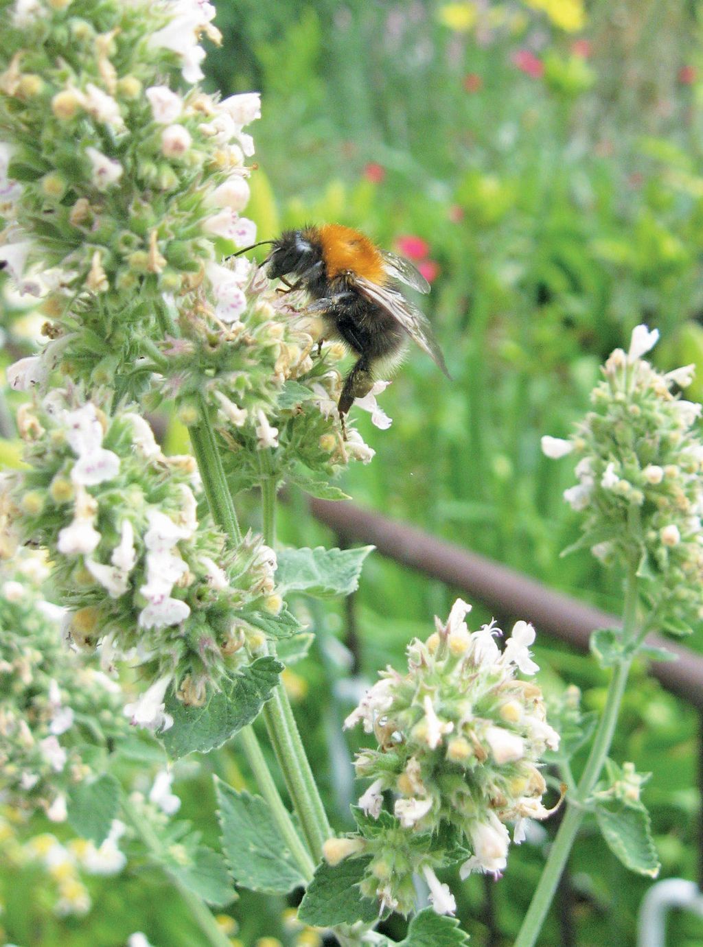 Miododajne tradycyjne ogródki wiejskie