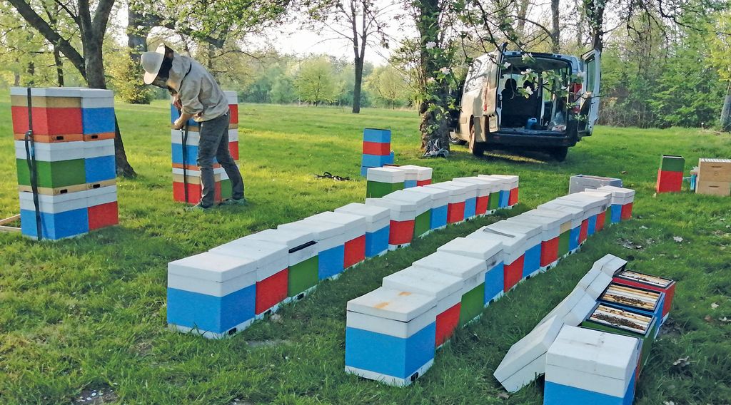 Mini plus – bardziej mini czy plus? Cz. 3. Łatwe unasienianie matek pszczelich