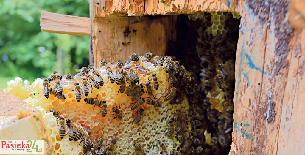 Organizacja i funkcjonowanie bartnictwa na terenie Polski