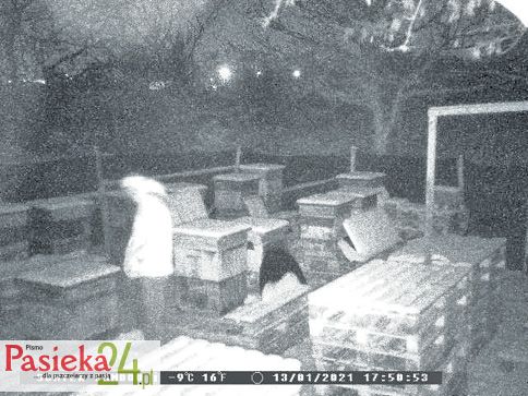 Jak ochronić pasiekę przed dewastacją i kradzieżą? Cz. 2.
