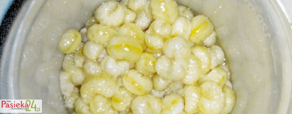 Prozdrowotne właściwości czerwiu trutowego