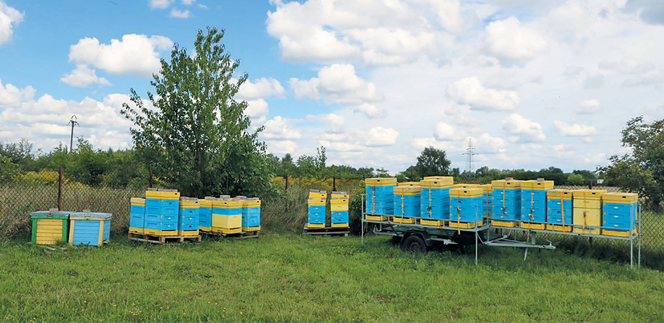 Ul wielkopolski, Dadanta, a może warszawski poszerzony?