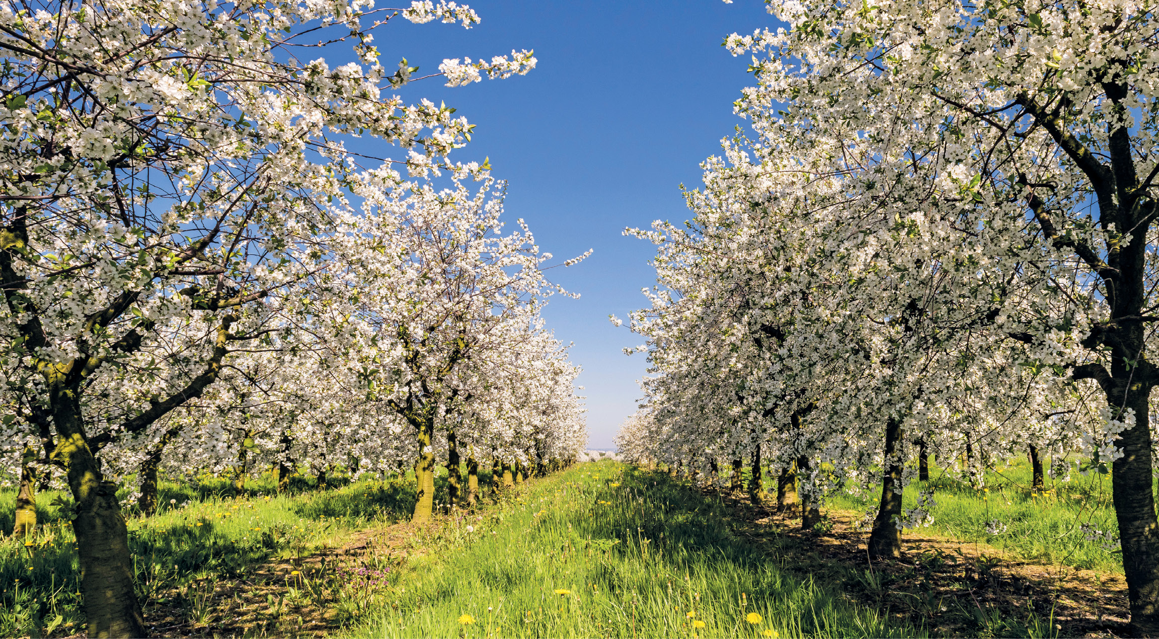 Ozdobny ogród jabłoniowy