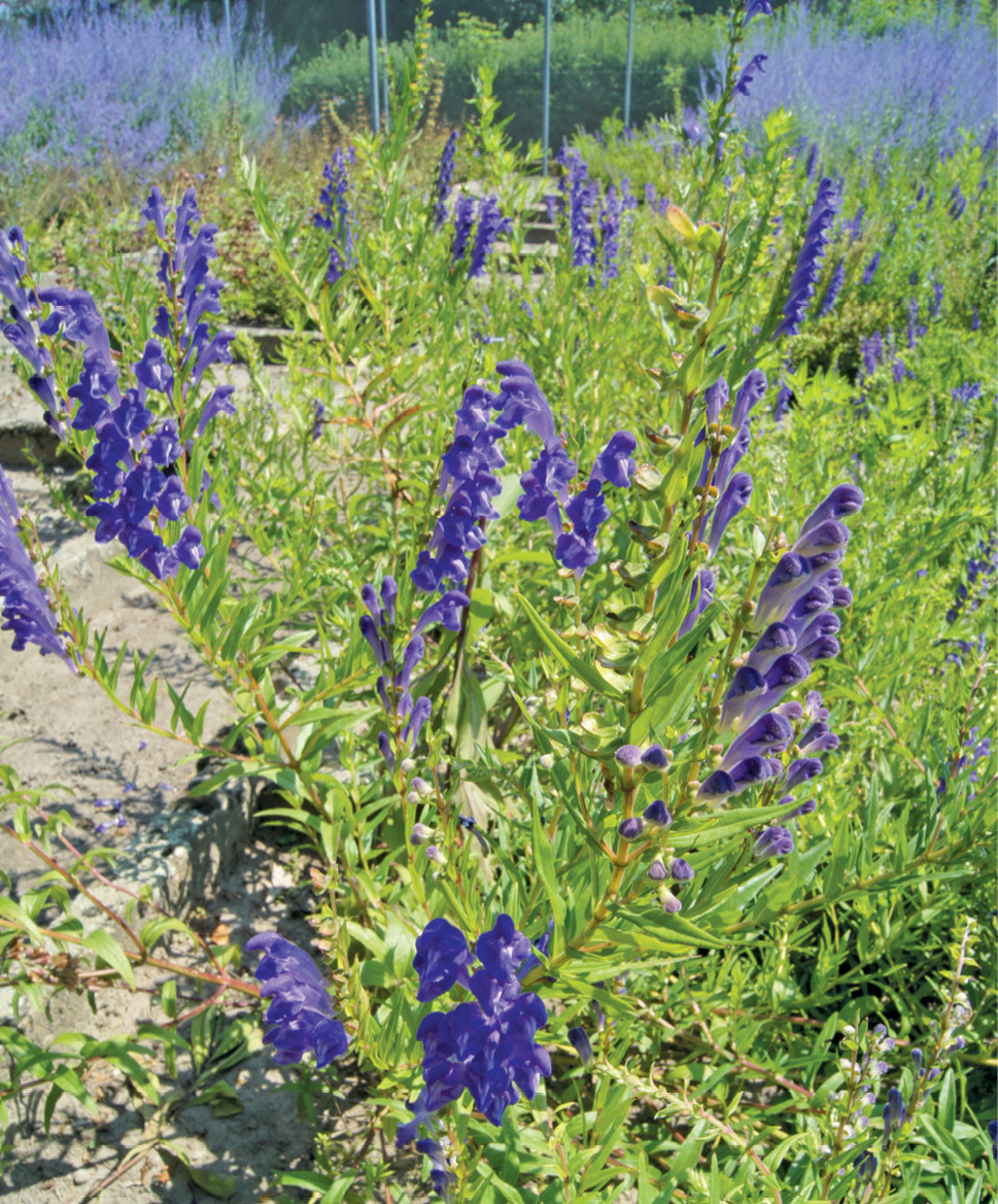 Tarczyca bajkalska jako pożytek dla pszczołowatych
