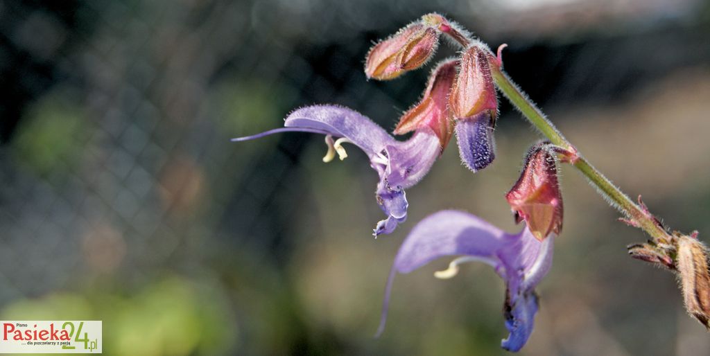 Szałwia czerwonokorzeniowa – przybyszka z Dalekiego Wschodu